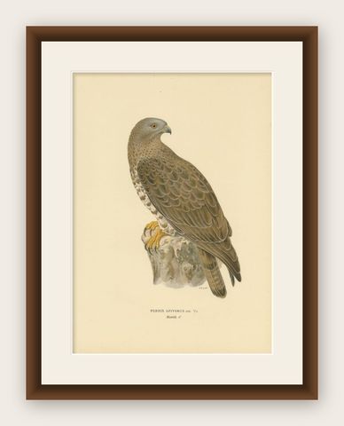 Antique Bird Print of the Honey Buzzard, 1929, shown framed