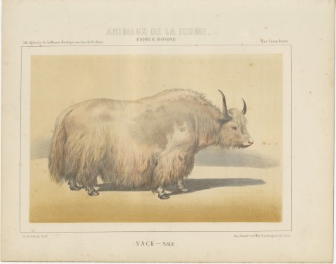 Male Yak, Antique Chromolithograph from Borie's Animaux de la Ferme, 1863, view 2