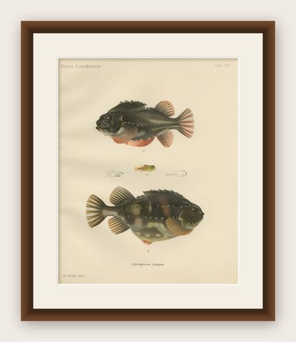 Lumpsucker - Distinctive Hand-Coloured Scandinavian Fish Lithograph, 1895, shown framed
