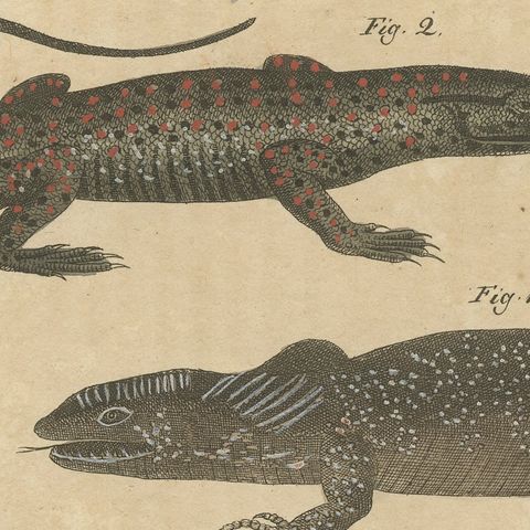 Five Exotic Lizards, Antique Bertuch Print, Vienna, circa 1820, close-up 3