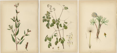 Native US Flora - Three Original Botanical Chromolithograps, 1879, view 2