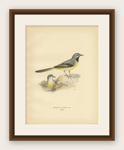 Antique Bird Print of the Grey Wagtail by Von Wright, 1927, shown framed