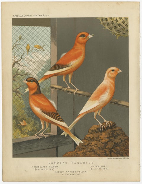 Antique Bird Print of the Norwich Canaries, Variegated Yellow and Others, view 4