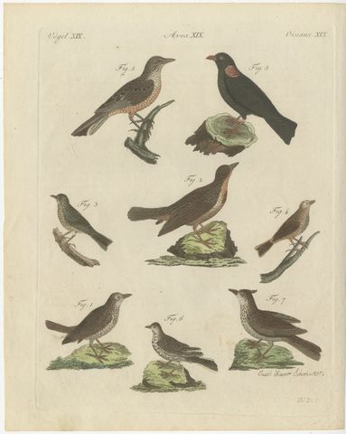Crested Lark and Other Larks, Antique Bertuch Print, Vienna, circa 1805, view 2