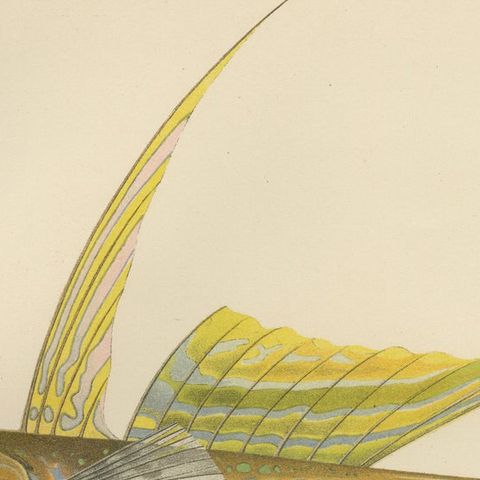 Common Dragonet - Graceful Hand-Coloured Scandinavian Fish Lithograph, 1895, close-up 6