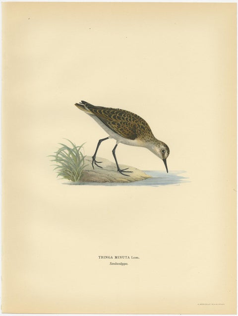Antique Bird Print of the Little Stint by Von Wright, 1929, view 4