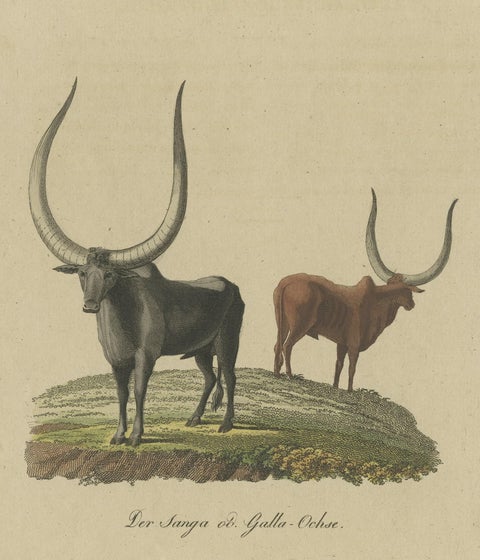 Original Hand-Colored Antique Print of a Sanga Ox 'Bos Africanus' of Africa, close-up 2