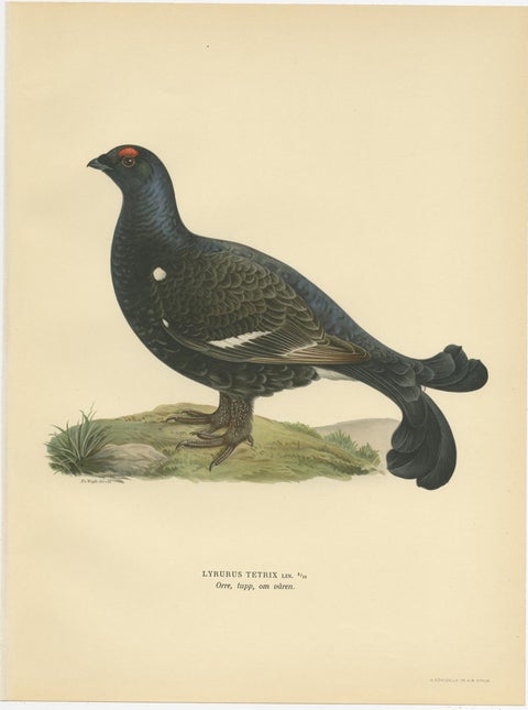 Antique Bird Print of the Black Grouse by Von Wright, 1929, view 2