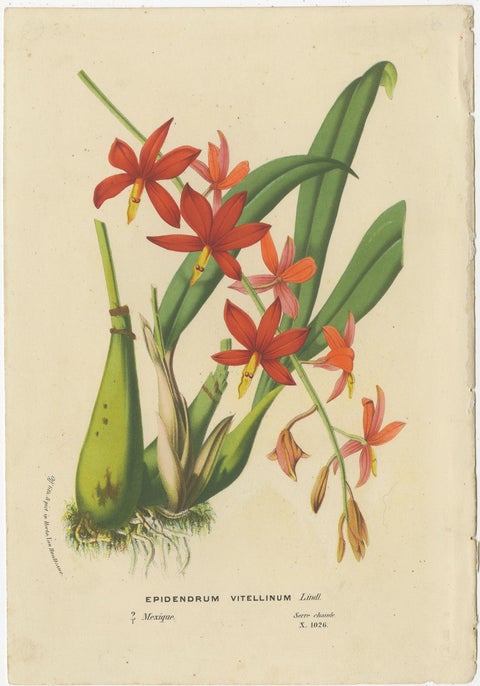 Antique Lithograph of the Prosthechea Vitellina Orchid, ca.1880, view 2