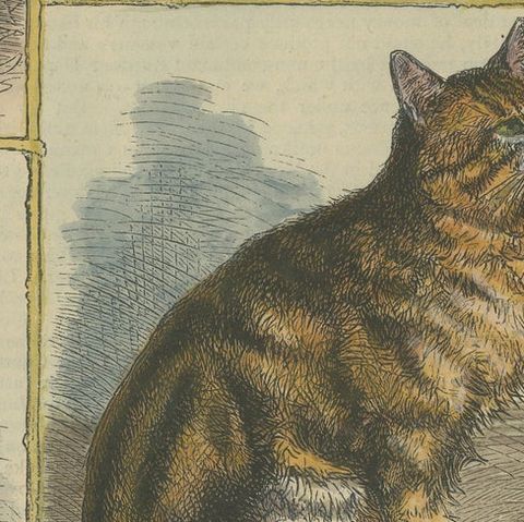 Victorian Prize Cats: Hand-Colored Woodcut Featuring Distinguished Breeds, c1890, close-up 5
