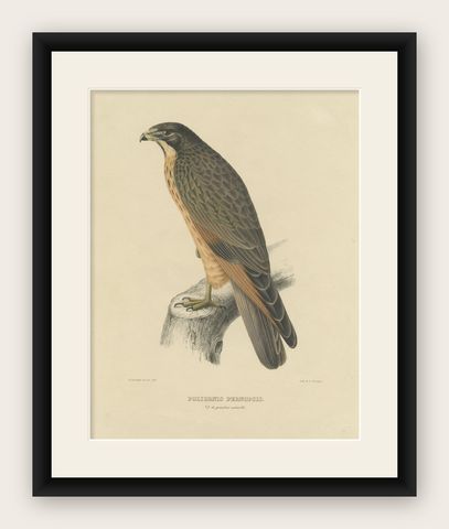 Antique Bird Print of the Grasshopper Buzzard by Severeyns 'c.1850', shown framed