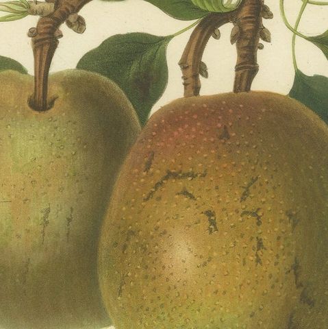 Antique Fruit Print of the Elton Pear, close-up 2