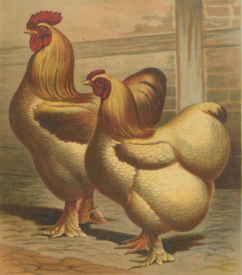 The Majestic Golden Cochinchina: A Rare 19th-Century Poultry Lithograph, close-up 5