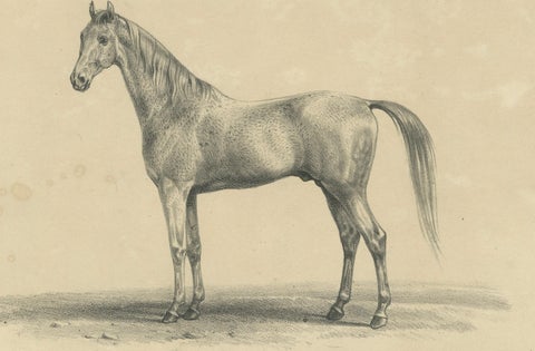 Antique Arabian Horse Lithograph “Burnu” by August Jäger, 1846, close-up 5