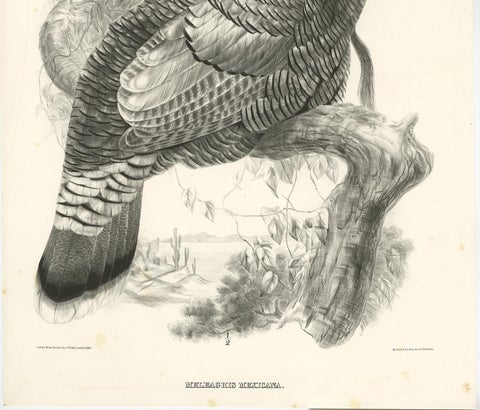 Antique Bird Print of Mexican Turkey, Lithograph, Circa 1868, Rare, view 4