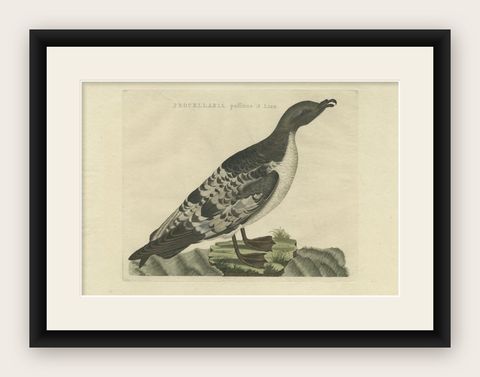 Manx Shearwater, Antique Seabird Engraving by Nozeman & Sepp, 1809, shown framed