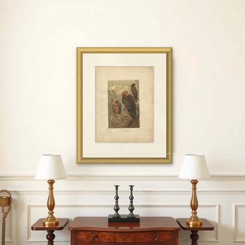 Antique Bird Print of the Bearded Vulture by Prang, 1898, shown framed on a wall