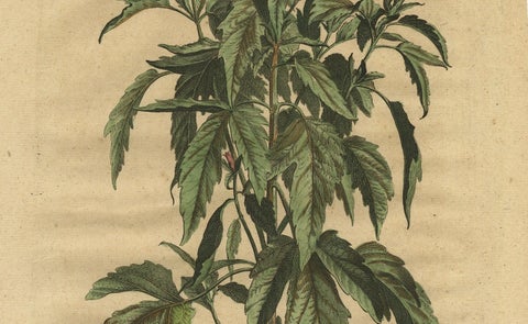 Botanical Illustration of Sesame Plant (Sesamum indicum) - Munting’s 1696 Herbal, close-up 1
