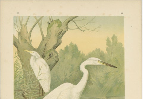 Great Egret or White Heron, Elegant German Ornithology Print c.1985, close-up 1