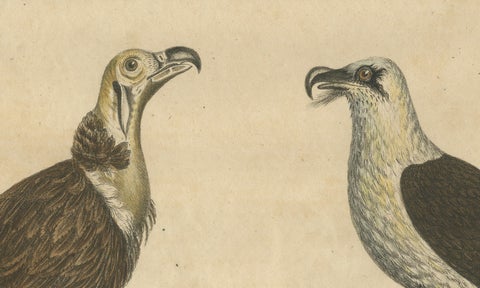 Antique Vultures & Birds of Prey Lithograph by Brodtmann, 1816, close-up 4