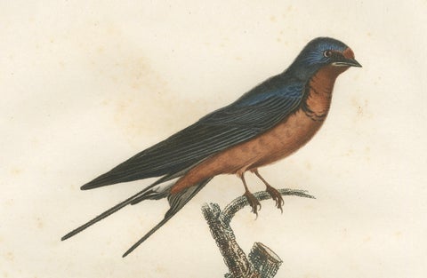 1807 Red-Breasted Swallow Illustration - Original Handcolored Antique Bird Print, close-up 2