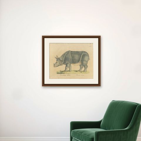 Indian Rhinoceros (Rhinoceros unicornis), Brodtmann Natural History Print, 1816, shown framed on a wall