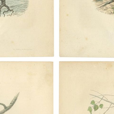 Set of 4 Antique Bird Prints Osprey, Eagle, Buzzard, Falcon by Buffon, 1839, close-up 2