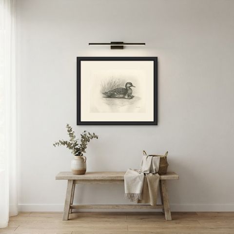 Duck and Young, Antique Bird Print after Lilian Medland, circa 1909, shown framed in a room