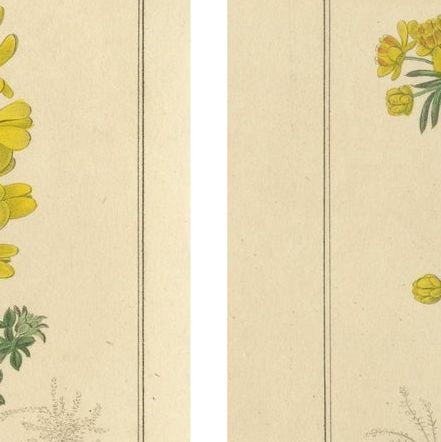 Antique Floral Engravings by B. Maund from The Botanic Garden 1836, close-up 1