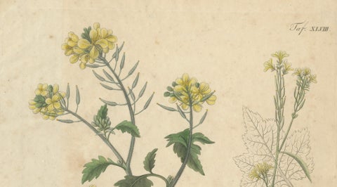 Antique Mustard Botanical Print, Sinapis Alba & Nigra, c.1831, close-up 1