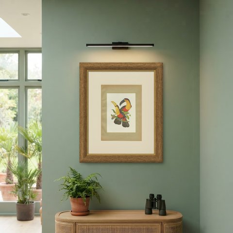 Toucans, Brazilian Bird Print, Descourtilz, 1944, shown framed on a wall