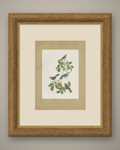 Tanagers, Honeycreepers and Berries, Brazilian Bird Print, Descourtilz, 1944, shown framed