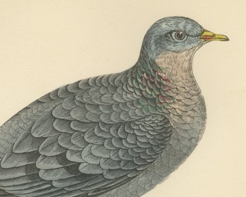 Stock Dove Perched on a Forked Bough, Antique Bird Print, Morris, 1896, close-up 1