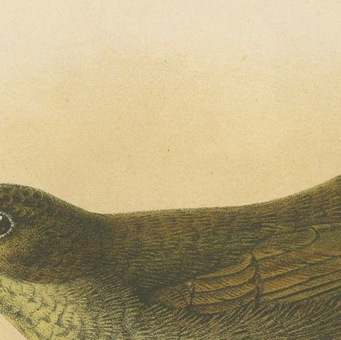 Antique Lithograph of Plain-coloured Spiderhunter by Keulemans, Sumatra c.1887, close-up 4