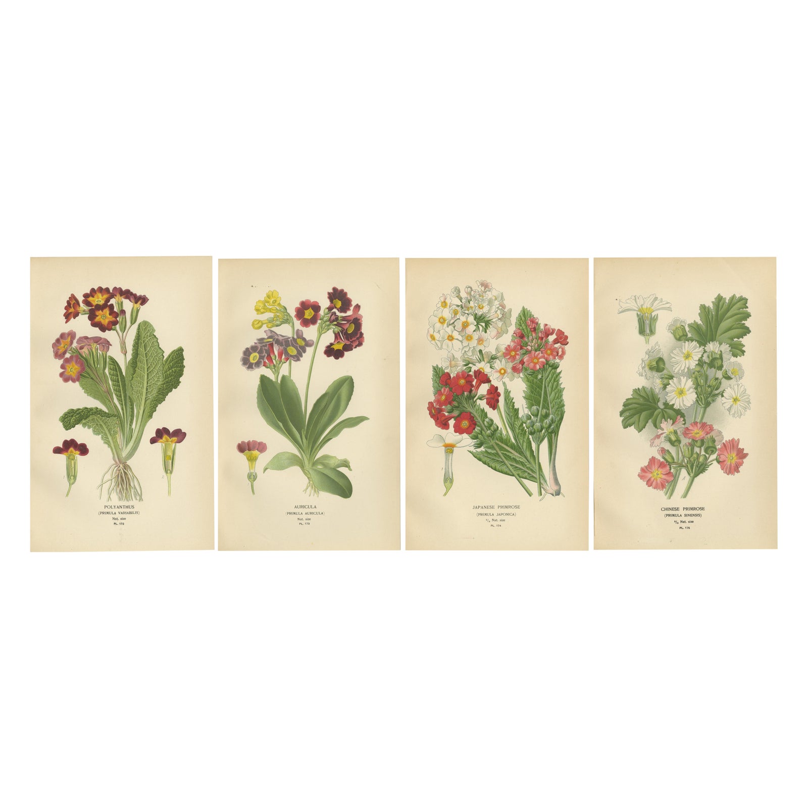 1897 Antique Botanical Prints, Polyanthus, Auricula and Primroses