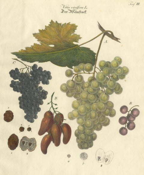 Antique Grape Varieties Botanical Print, Vitis Vinifera Study, c.1831, close-up 3