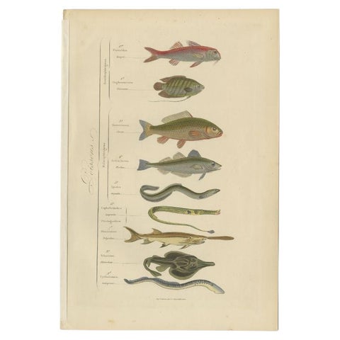 Antique Hand-Colored Print of Various Fishes, incl Merlin, Carper, Gourami, 1854, view 2