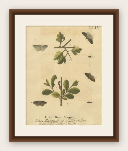 English Moths on Oak, Hand-Colored Insect Engraving, Eleazar Albin 1720, shown framed