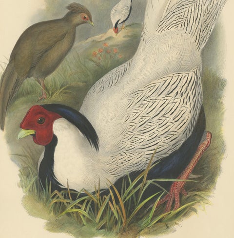 Antique Bird Print of the Silver Pheasant by Gould, circa 1850, view 4