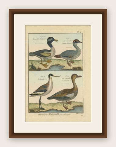 Beautiful, Hand-Colored, Rare Copper Engraving of 3 Ducks and An Avocet (1792)., shown framed