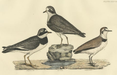 Large Engravings of Plovers in Contrast - Age and Species, 1826, close-up 1