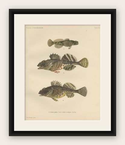 Freshwater Bullhead and Short-Spined Sea Scorpion - Striking Fish Litho, 1895, shown framed