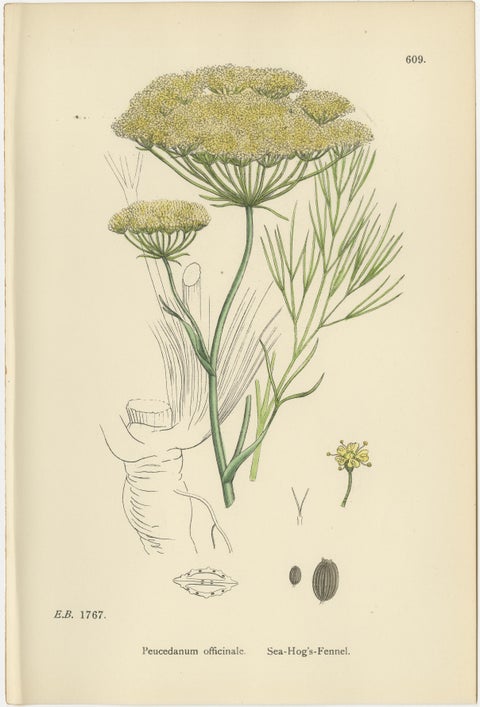 Antique Herb Botanical Prints, Soft Green Palette, Set of Four c.1902, view 9