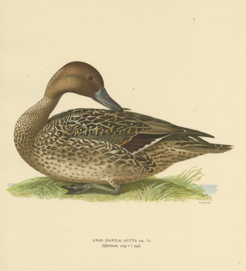 Elegance at the Water's Edge: Male Northern Pintail by Magnus von Wright, 1929, view 3