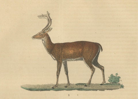 Graceful Grazers: The White-Tailed Deer and the Reindeer, 1845, close-up 2