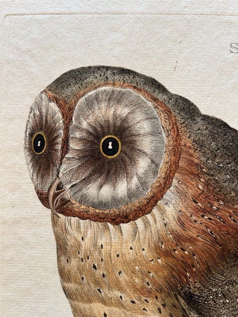 Strix Flammea, Antique Barn Owl Print by Nozeman & Sepp, 1829, view 10