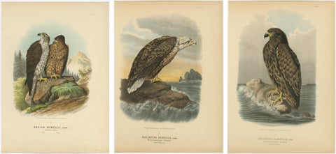 Eagles Prints, Antique Set of Three, Raptors & Ornithology Wall Art, 1894, view 5