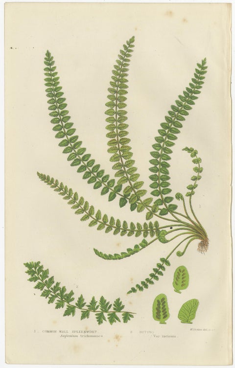 Common Club Moss, Alpine Club Moss and Fir Club Moss, Botanical Triptych, 1873, view 4