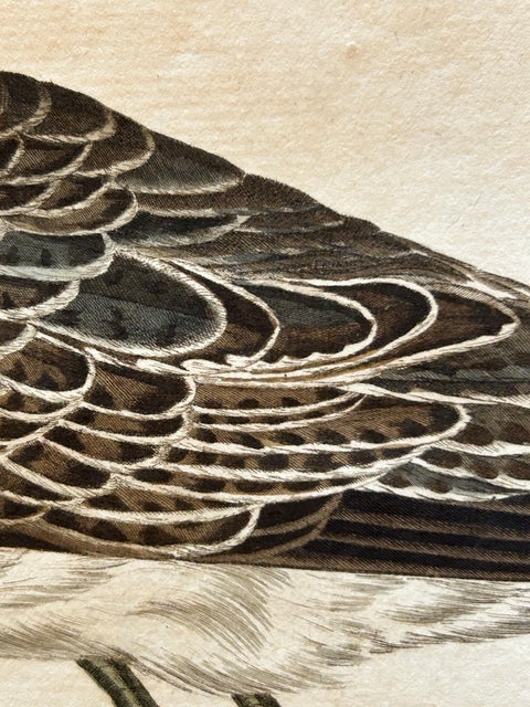 Antique Bird Print of the Green Sandpiper by Sepp & Nozeman, 1809, view 6