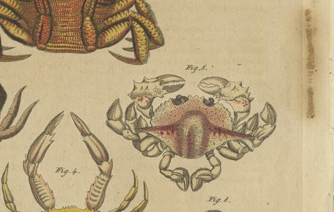 Original Antique Print of Eight Exotic Crabs by Bertuch, c.1820, close-up 2